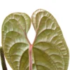 Anthurium-Luxurians