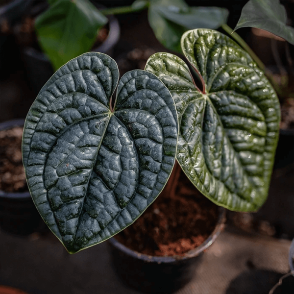 Anthurium-Luxurians