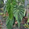Anthurium Metallicum
