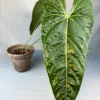 Anthurium Metallicum