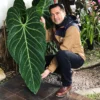 Anthurium Metallicum