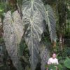 Anthurium Metallicum