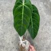 Anthurium Metallicum