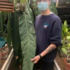 Anthurium Pendulifolium