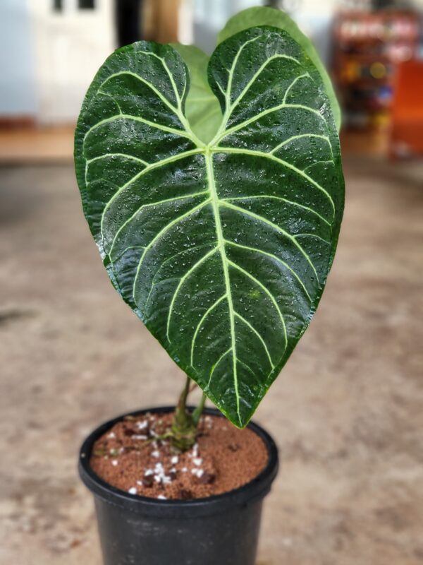 Anthurium Regale