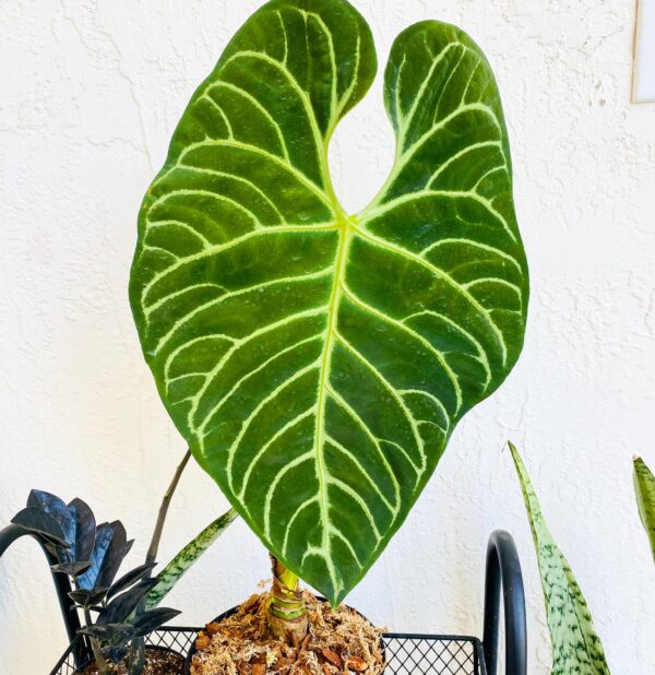 Anthurium Regale