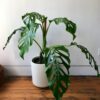 Monstera Acacoyaguensis (1)