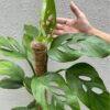 Monstera Acacoyaguensis -KLA