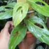 Monstera Acacoyaguensis -KLA