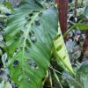 Monstera Acacoyaguensis -KLA