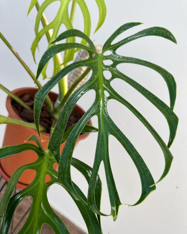 Monstera Burle Marx Flame (Monstera Form 8)