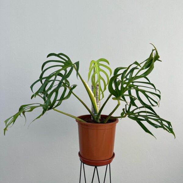 Monstera Burle Marx Flame (Monstera Form 8)