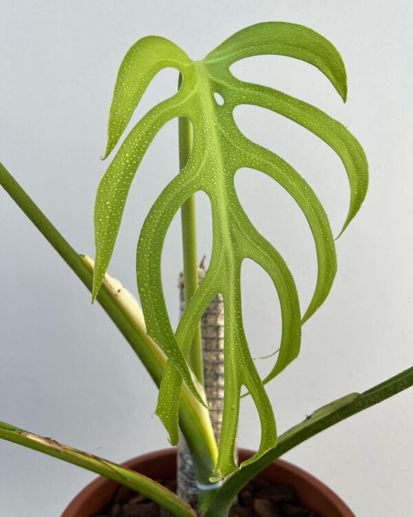 Monstera Burle Marx Flame (Monstera Form 8)