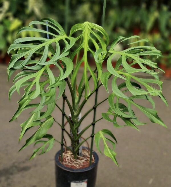 Monstera Burle Marx Flame (Monstera Form 8)