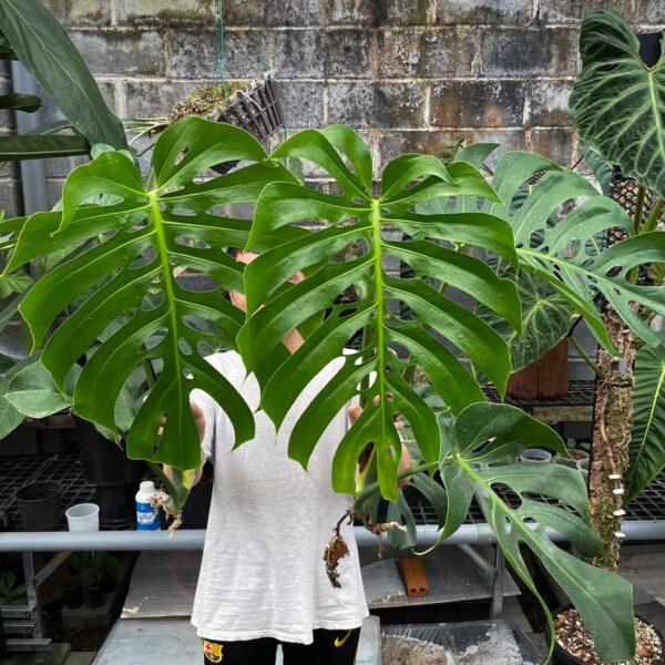 มอนสเตอร่า เดลิซิโอซ่า ฟอร์มบราซิล (Monstera Form 6)