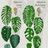 Monstera-punctulata-Schott