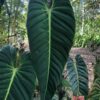 Philodendron Esmeraldense (Wide)