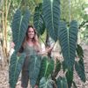 Philodendron Esmeraldense (Wide)