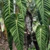 Philodendron Esmeraldense (Wide)