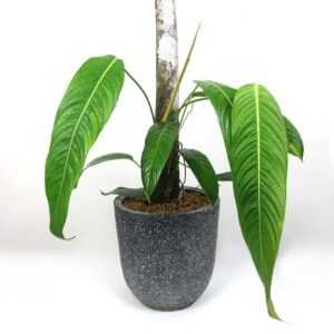 Philodendron Heterocraspedon