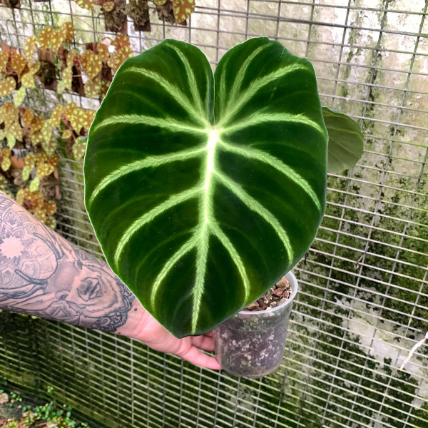 Philodendron-Luxurians