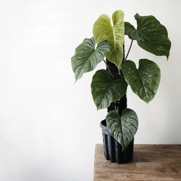 Philodendron-Majestic