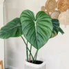 Philodendron Pastazanum