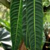 Philodendron Patriciae