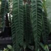 Philodendron Patriciae