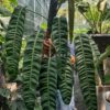 Philodendron Patriciae