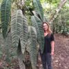 Philodendron Patriciae