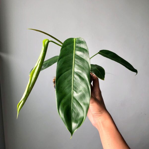 Philodendron Patriciae