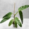 Philodendron Patriciae