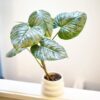 Philodendron Sodiroi