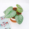 Philodendron Sodiroi