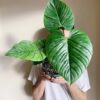 Philodendron Sodiroi
