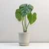 Philodendron Sodiroi