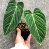 Philodendron Splendid