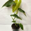 Philodendron Splendid