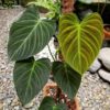 Philodendron Splendid