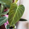 Philodendron Splendid