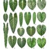 Philodendron Sodiroi