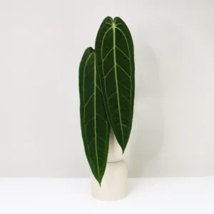 anthurium warocqueanum