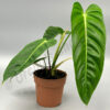 philodendron esmeraldense