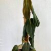 Philodendron Gigas