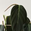 Philodendron Gigas