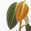 Philodendron Gigas