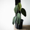 Philodendron Gigas
