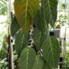 Philodendron Gigas