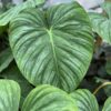 philodendron mamei